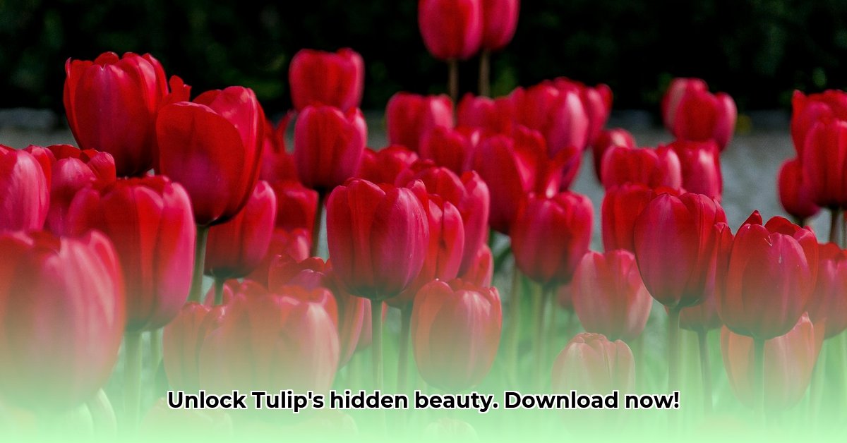download-tulipan